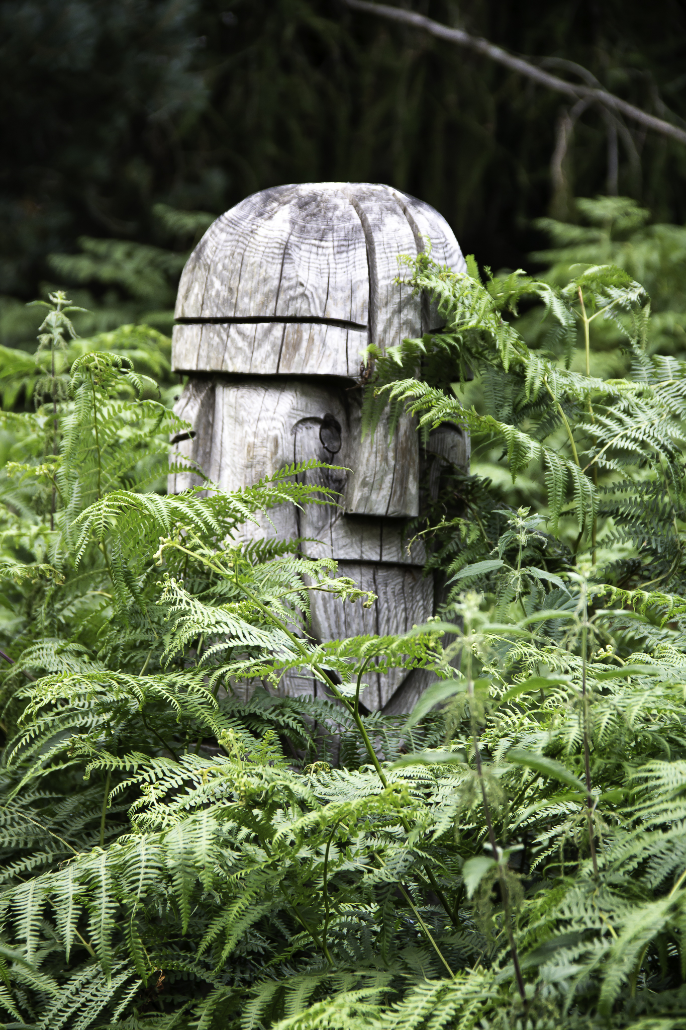 Cultural facial statue hidden in fern plants